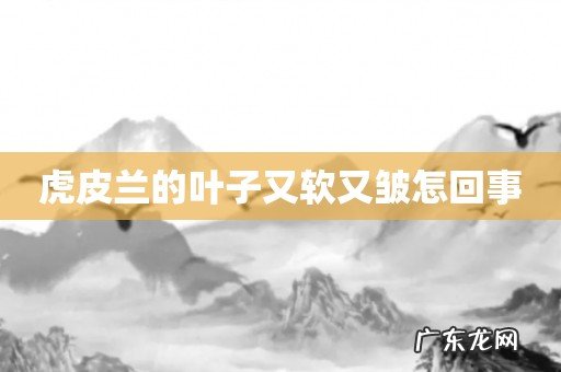 虎皮兰的叶子又软又皱怎回事