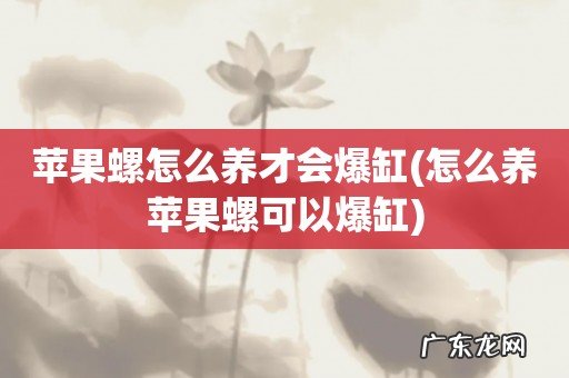 怎么养苹果螺可以爆缸 苹果螺怎么养才会爆缸