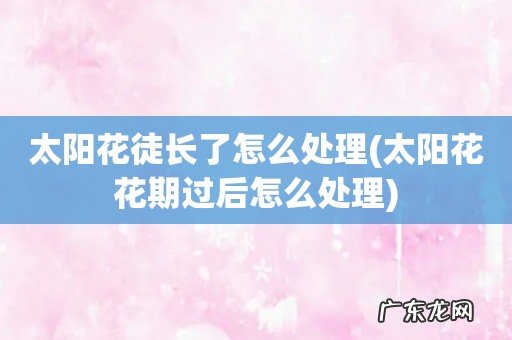 太阳花花期过后怎么处理 太阳花徒长了怎么处理
