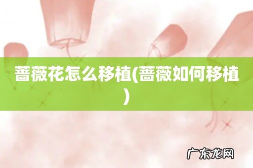 蔷薇如何移植 蔷薇花怎么移植