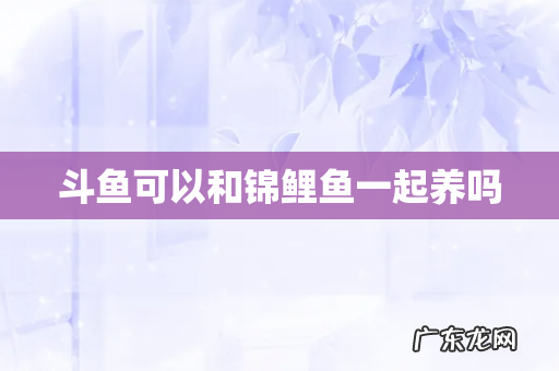 斗鱼可以和锦鲤鱼一起养吗