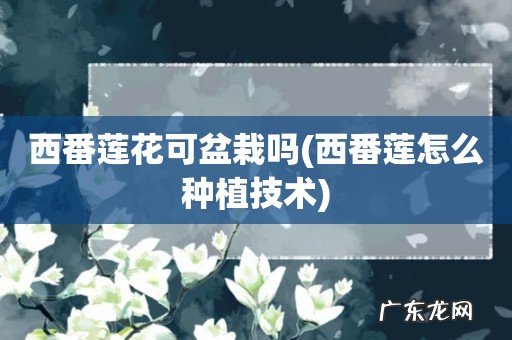 西番莲怎么种植技术 西番莲花可盆栽吗