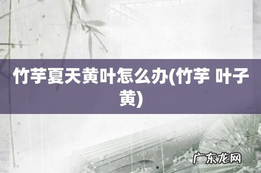 竹芋 叶子黄 竹芋夏天黄叶怎么办