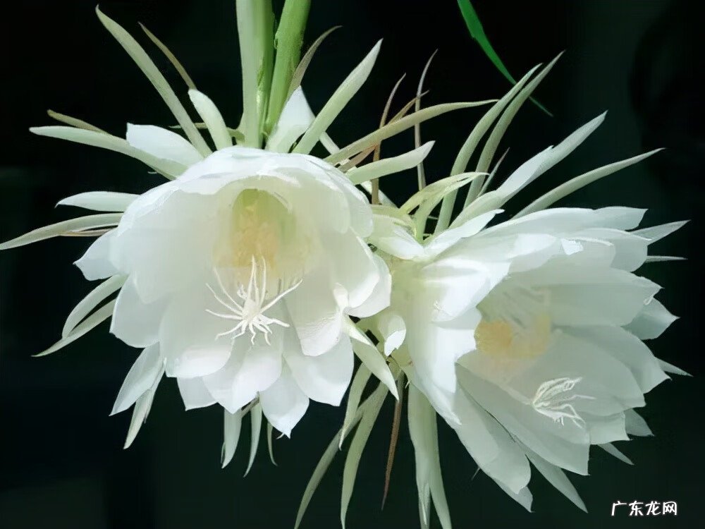 莲子树风水 莲子的风水作用