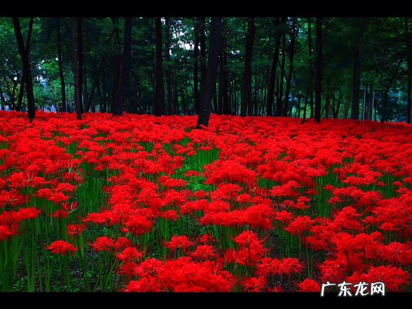 莲子树风水 莲子的风水作用