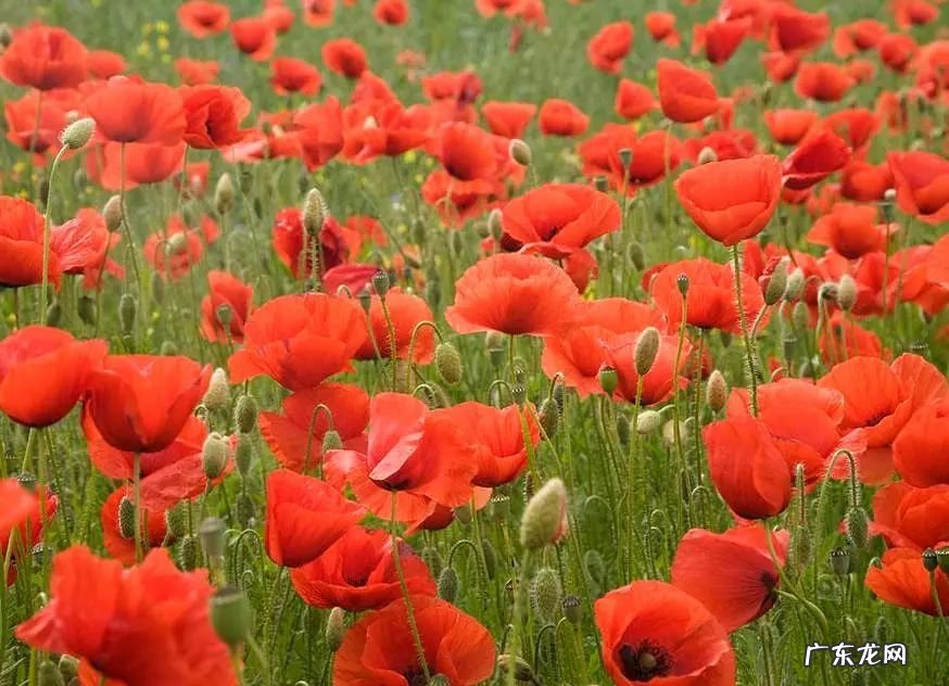 莲子树风水 莲子的风水作用