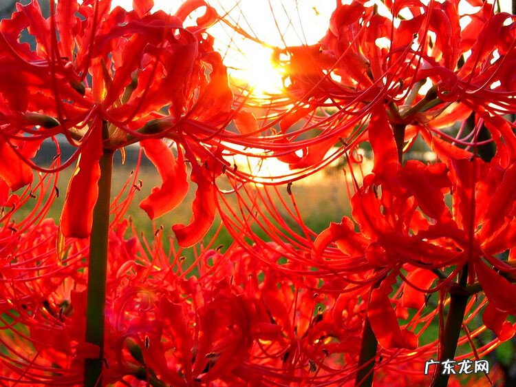 莲子树风水 莲子的风水作用