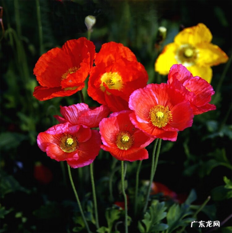 莲子树风水 莲子的风水作用