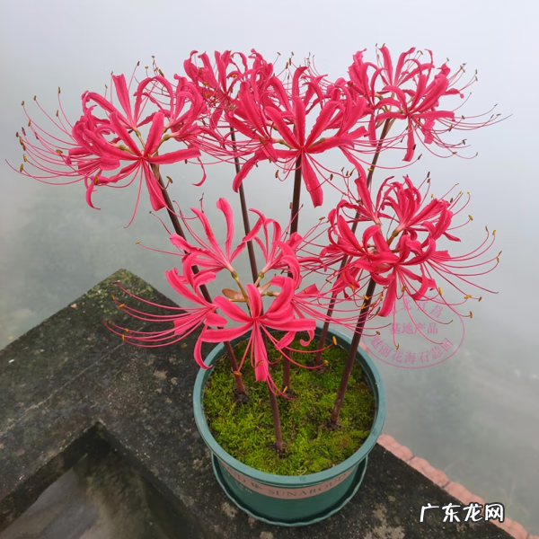 莲子树风水 莲子的风水作用