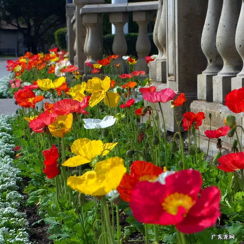 莲子树风水 莲子的风水作用