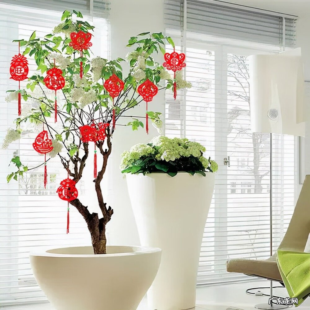 莲子树风水 莲子的风水作用