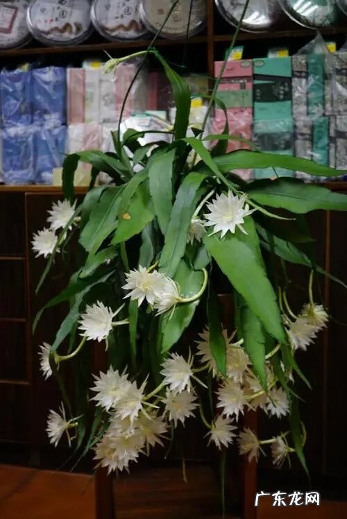 莲子树风水 莲子的风水作用