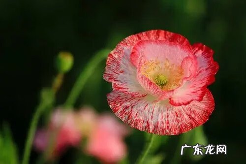 莲子树风水 莲子的风水作用