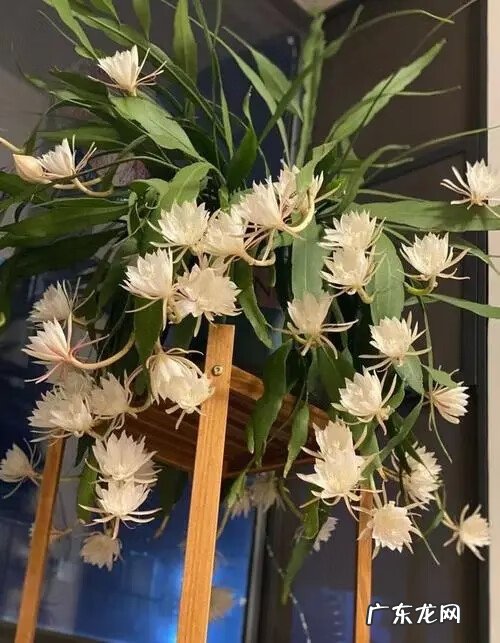 莲子树风水 莲子的风水作用