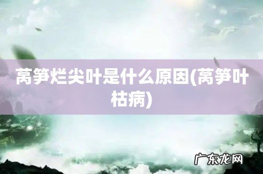 莴笋叶枯病 莴笋烂尖叶是什么原因