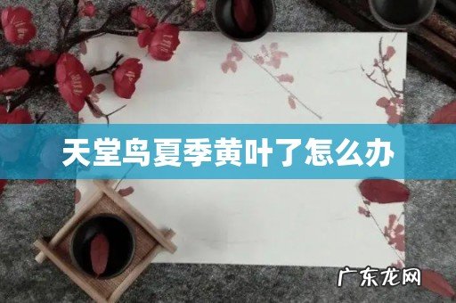 天堂鸟夏季黄叶了怎么办