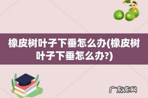 橡皮树叶子下垂怎么办? 橡皮树叶子下垂怎么办