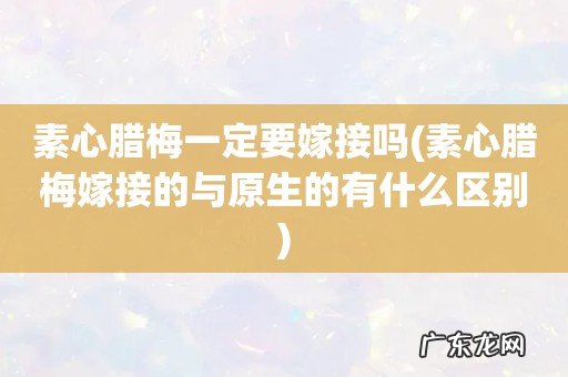 素心腊梅嫁接的与原生的有什么区别 素心腊梅一定要嫁接吗