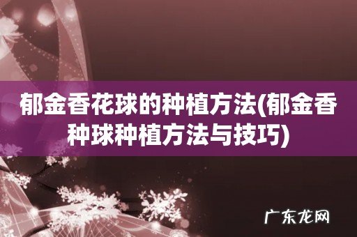 郁金香种球种植方法与技巧 郁金香花球的种植方法