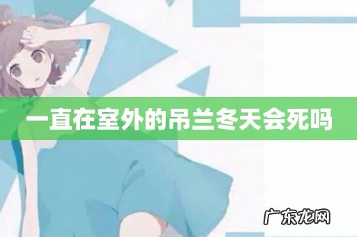 一直在室外的吊兰冬天会死吗