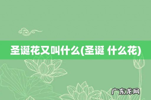 圣诞 什么花 圣诞花又叫什么