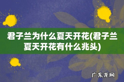 君子兰夏天开花有什么兆头 君子兰为什么夏天开花