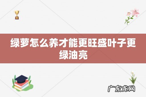 绿萝怎么养才能更旺盛叶子更绿油亮