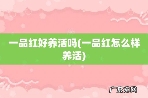 一品红怎么样养活 一品红好养活吗
