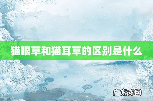 猫眼草和猫耳草的区别是什么