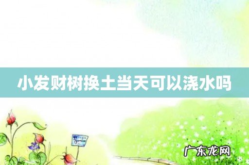 小发财树换土当天可以浇水吗