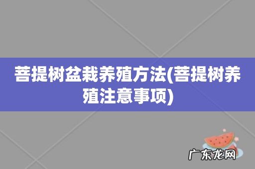 菩提树养殖注意事项 菩提树盆栽养殖方法