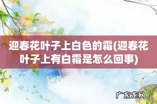 迎春花叶子上有白霜是怎么回事 迎春花叶子上白色的霜