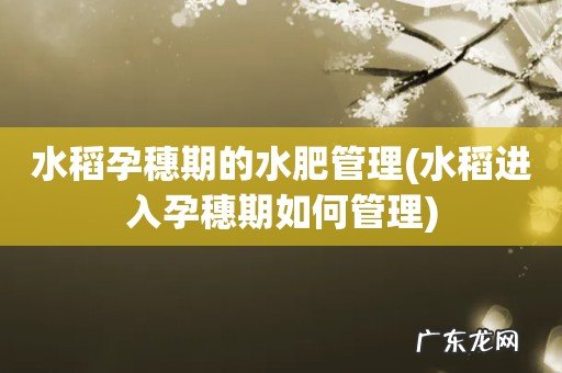 水稻进入孕穗期如何管理 水稻孕穗期的水肥管理