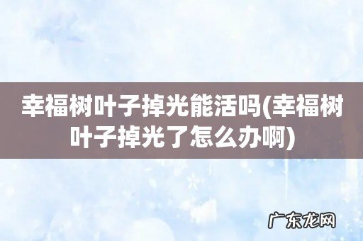 幸福树叶子掉光了怎么办啊 幸福树叶子掉光能活吗