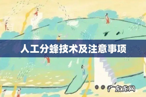 人工分蜂技术及注意事项