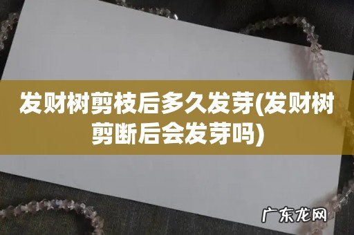 发财树剪断后会发芽吗 发财树剪枝后多久发芽