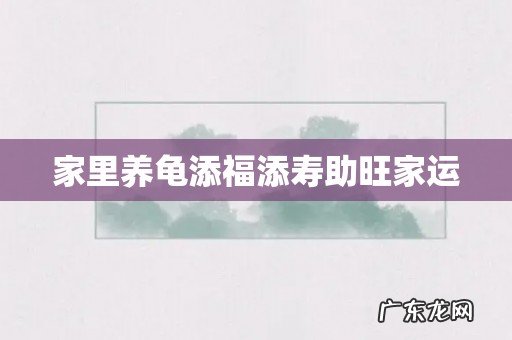 家里养龟添福添寿助旺家运