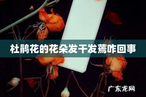 杜鹃花的花朵发干发蔫咋回事