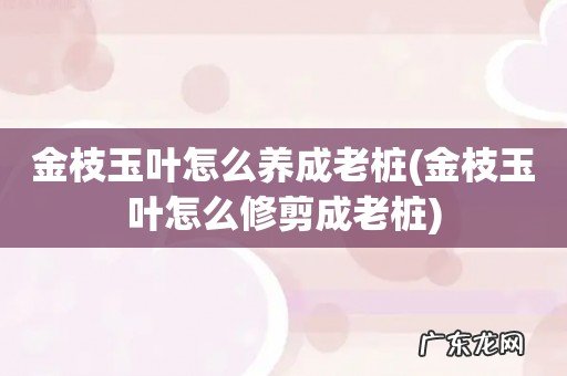 金枝玉叶怎么修剪成老桩 金枝玉叶怎么养成老桩