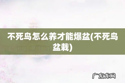 不死鸟盆栽 不死鸟怎么养才能爆盆