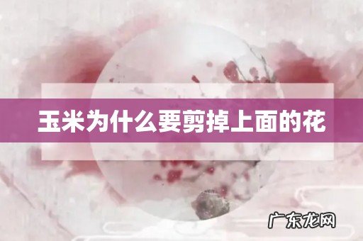 玉米为什么要剪掉上面的花