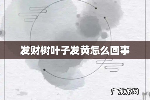 发财树叶子发黄怎么回事