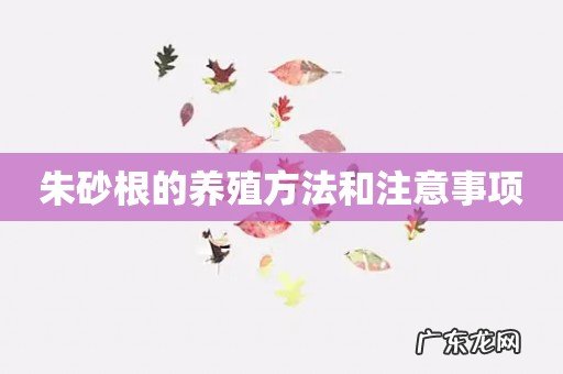 朱砂根的养殖方法和注意事项