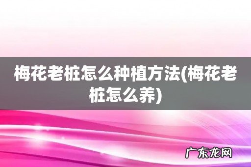 梅花老桩怎么养 梅花老桩怎么种植方法