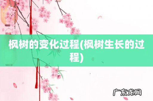 枫树生长的过程 枫树的变化过程