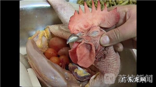 公鸡摆放风水禁忌 公鸡肚子里有什么