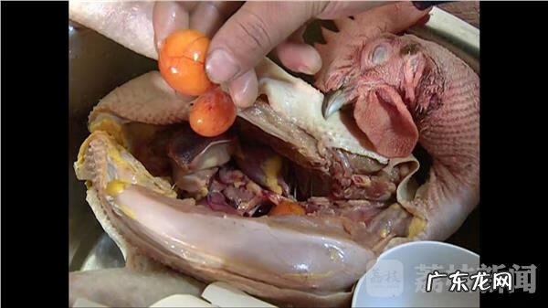 公鸡摆放风水禁忌 公鸡肚子里有什么