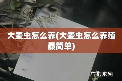 大麦虫怎么养殖最简单 大麦虫怎么养