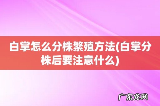 白掌分株后要注意什么 白掌怎么分株繁殖方法