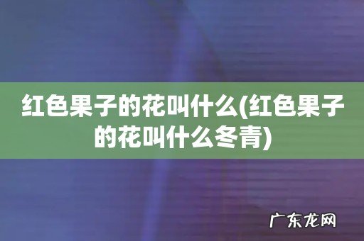 红色果子的花叫什么冬青 红色果子的花叫什么